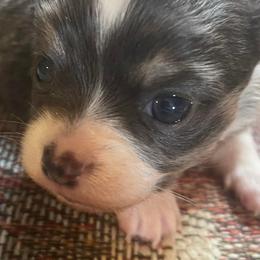 Chihuahuas from L & L Happy Puppies