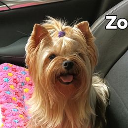 Yorkshire Terrier puppies from Bayview Yorkies