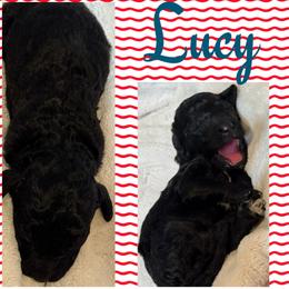 Lucy (Girl 2) - Black female Goldendoodle puppy in Ankeny, Iowa from Iowadoodles2love
