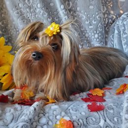 Yorkshire Terriers from Mandy's Miracles