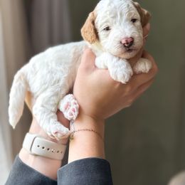 Ross - Parti male Goldendoodle puppy in Benton, Arkansas from Cozy Creek Doodles