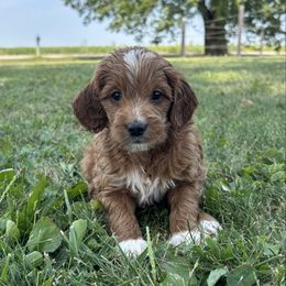 Boy 9 - Red  male Goldendoodle puppy in West Point, Iowa from Circle A Mini Goldendoodles and Mini Bernedoodles
