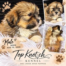 Rusty - Golden male Lhasa Apso puppy in Middleburgh, New York from Top Knotch