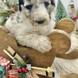 Wilma - Merle female Sheepadoodle puppy in Thornville, Ohio from Four Front Doodles & Friends
