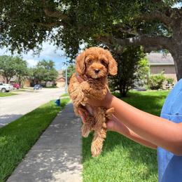 Espresso - Red  male Goldendoodle puppy in Humble, Texas from Simply Dane Doodles