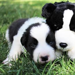 Border Collie Puppies from Team Reeves Ranch