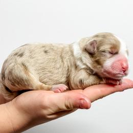 Ivy - Brown merle female Aussiedoodle puppy in Sharpsburg, Georgia from Steindoodles
