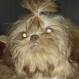 Boy 2 - Shih Tzu puppy in Birmingham, Alabama from K&D kennels