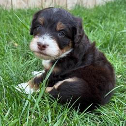 Nashville - Red tri-color male Aussiedoodle puppy in Heber City, Utah from Junipersdoodles
