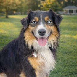 Scout - Miniature American Shepherd