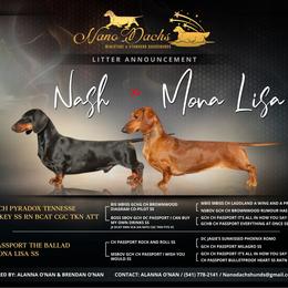 Dachshund puppies from NanoDachs