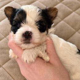 Little Prince Luka - Parti male Yorkshire Terrier puppy in Hope, Indiana from DJ Yorkies
