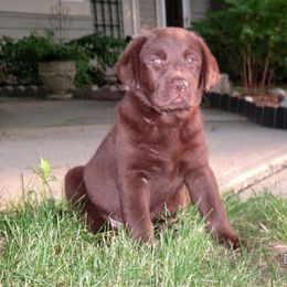 Labrador Retriever All Grown Up from WoodDuck