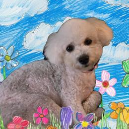MAGGIE - Bichon Frise