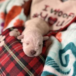 Penny - White female Miniature Schnauzer puppy in Brownwood, Texas from Texas Dreams Mini Schnauzers