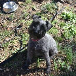 Phoebe - Miniature Schnauzer