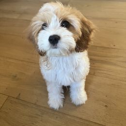 Cavapoo, Cockapoo, Goldendoodle, and Poodle Puppies from Lipscomb Doodles