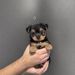 Jasper - Blue and gold male Yorkshire Terrier puppy in Glendale, California from Los Angeles Teacup Yorkie