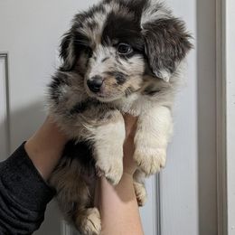 Australian Shepherd Puppies from Juno Homestead Aussies