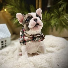 Patch - White and fawn French Bulldog puppy in Ann Arbor, Michigan from Fabulouslee French