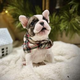 Patch - White and fawn French Bulldog puppy in Ann Arbor, Michigan from Fabulouslee French