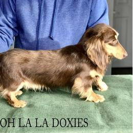 Reign - Dachshund