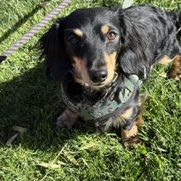 Dachshunds from Dickeys Doxies