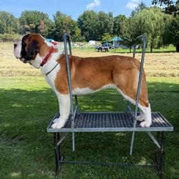 Green Collar - Brown and white male Saint Bernard puppy in New York from Johnson Farms