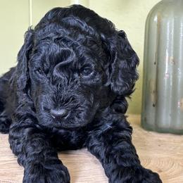 Iggy - Black male Goldendoodle puppy in Gay, Georgia from That’s My Puppy