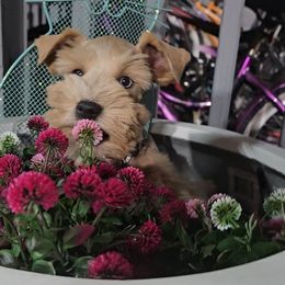 TAZIO - Miniature Schnauzer