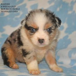 Raziah - Blue merle male Miniature Australian Shepherd puppy in Patterson, North Carolina from DreamLine Aussies