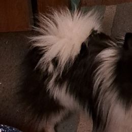 Pomeranians from Hyneman's Haven Poms