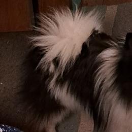 Pomeranians from Hyneman's Haven Poms