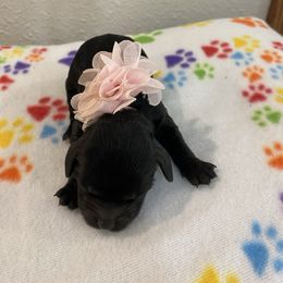 Josie - Black and white female Cockapoo puppy in Brookings, South Dakota from Hofer Pups