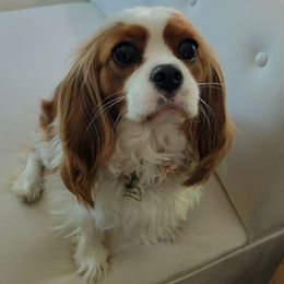 Hannah - Cavalier King Charles Spaniel