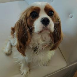 Hannah - Cavalier King Charles Spaniel
