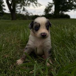 Ariat - Blue merle female Australian Shepherd puppy in Ridgeville, Indiana from McCord’s Standard Aussies
