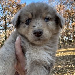 Red Merle Boy 3 - Red merle male Australian Shepherd puppy in Prairie Grove, Arkansas from IQ Farms