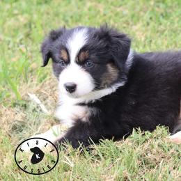 Georgia - Black tri female Miniature Australian Shepherd puppy in Garden Plain, Kansas from Krazy K Aussies