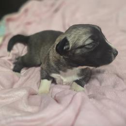 Anatolian Shepherd Dog Puppies from Florida Anatolian Shepherds