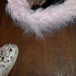 Yorkshire Terrier All Grown Up from Reese's Angelface Yorkies