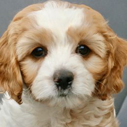 Goldendoodles from Magic Valley Family Doodles