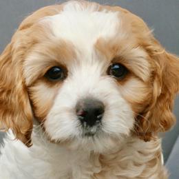 Goldendoodles from Magic Valley Family Doodles