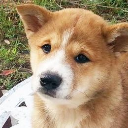 Shiba Inu and Siberian Huskies from Shiba Inu Houston