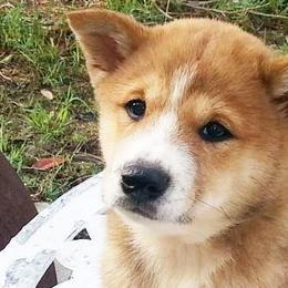 Shiba Inu and Siberian Huskies from Shiba Inu Houston