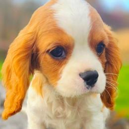 Block - Blenheim male Cavalier King Charles Spaniel puppy in Watsontown, Pennsylvania from Huntsman Cavaliers