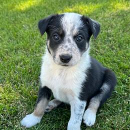 Vienna - Tri-color female Border Collie puppy in Centerville, Washington from Forthright Farms