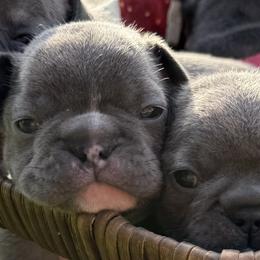 French Bulldogs from themcfrenchies