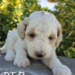 Aussiedoodle, Bernedoodle, Poodle, and Sheepadoodle Puppies from Draper Mountain Doodles