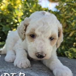 Aussiedoodle, Bernedoodle, Poodle, and Sheepadoodle Puppies from Draper Mountain Doodles